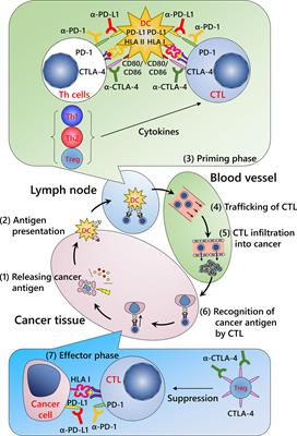 Fundamental and Essential Knowledge for Pathologists Engaged in the Research and Practice of Immune Checkpoint Inhibitor-Based Cancer Immunotherapy